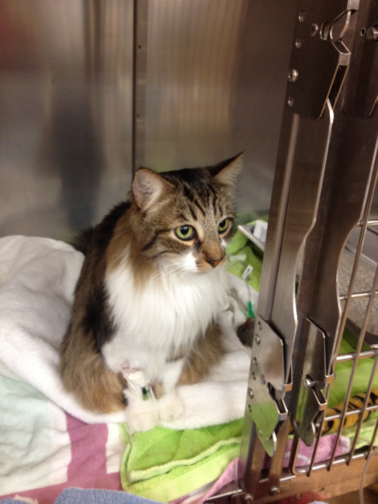 Fritz the awesome cat needs a miracle of healing: Kidney failure and where to go next